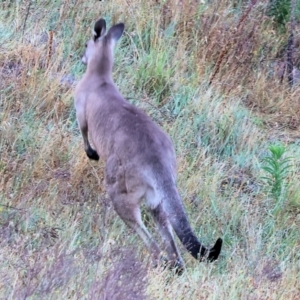 Macropus giganteus at Eastern Hill Reserve - 26 Dec 2023