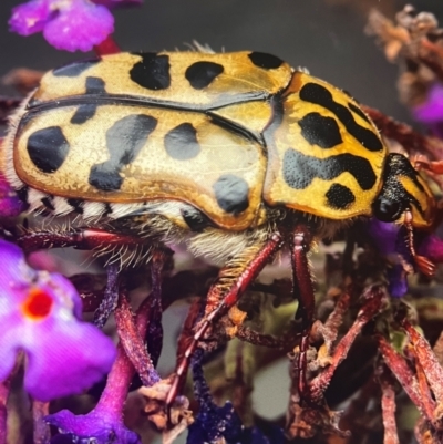 Neorrhina punctata (Spotted flower chafer) at Murrumbateman, NSW - 26 Dec 2023 by amiessmacro