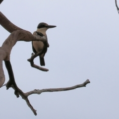 Todiramphus sanctus (Sacred Kingfisher) at Eastern Hill Reserve - 25 Dec 2023 by KylieWaldon