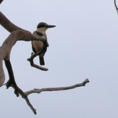 Todiramphus sanctus (Sacred Kingfisher) at East Albury, NSW - 26 Dec 2023 by KylieWaldon