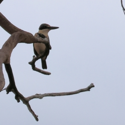 Todiramphus sanctus (Sacred Kingfisher) at Albury - 25 Dec 2023 by KylieWaldon