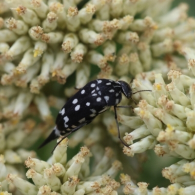 Mordella dumbrelli (Dumbrell's Pintail Beetle) at Hughes Grassy Woodland - 26 Dec 2023 by LisaH