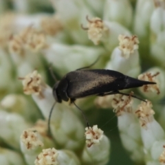 Mordella limbata (A pintail beetle) at Red Hill to Yarralumla Creek - 26 Dec 2023 by LisaH