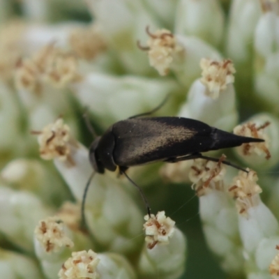 Mordella limbata (A pintail beetle) at Hughes, ACT - 26 Dec 2023 by LisaH