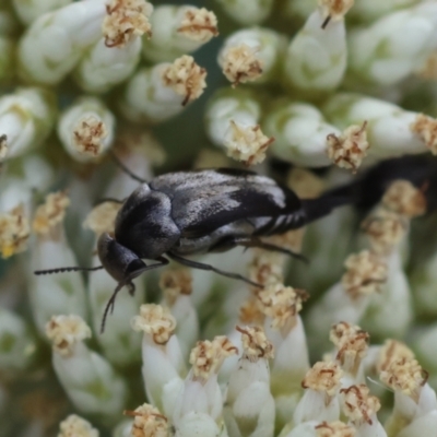 Mordella sp. (genus) (Pintail or tumbling flower beetle) at Red Hill to Yarralumla Creek - 26 Dec 2023 by LisaH