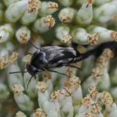Mordella sp. (genus) (Pintail or tumbling flower beetle) at GG94 - 26 Dec 2023 by LisaH