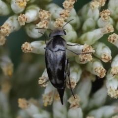 Mordella sp. (genus) at GG94 - 26 Dec 2023