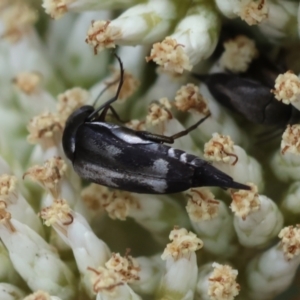 Mordella sp. (genus) at GG94 - 26 Dec 2023