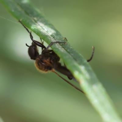 Unidentified Robber fly (Asilidae) at Hughes, ACT - 26 Dec 2023 by LisaH