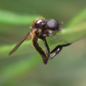 Bibionidae (family) at Hughes Grassy Woodland - 26 Dec 2023 12:44 PM