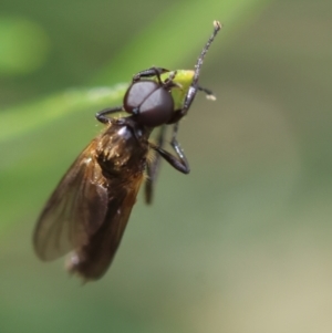 Bibionidae (family) at Hughes Grassy Woodland - 26 Dec 2023 12:44 PM