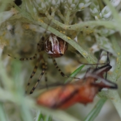 Theridion pyramidale (Tangle-web spider) at Hughes Grassy Woodland - 26 Dec 2023 by LisaH
