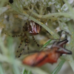 Theridion pyramidale (Tangle-web spider) at Hughes, ACT - 26 Dec 2023 by LisaH