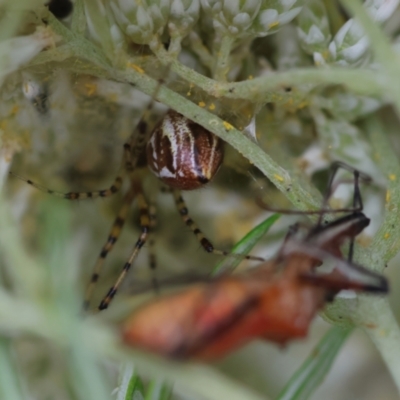 Theridion pyramidale (Tangle-web spider) at Hughes, ACT - 26 Dec 2023 by LisaH