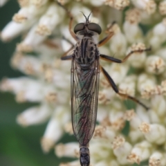 Cerdistus sp. (genus) (Slender Robber Fly) at Red Hill to Yarralumla Creek - 26 Dec 2023 by LisaH