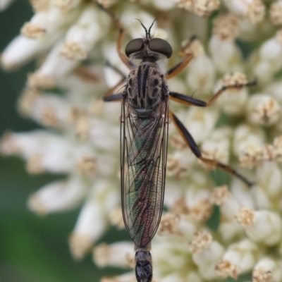 Unidentified Robber fly (Asilidae) at Hughes, ACT - 26 Dec 2023 by LisaH