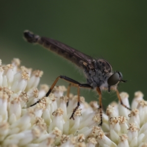 Cerdistus sp. (genus) at Hughes Grassy Woodland - 26 Dec 2023