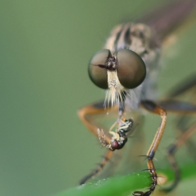 Unverified Insect at Hughes Grassy Woodland - 26 Dec 2023 by LisaH