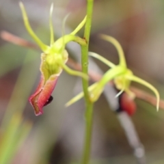 Cryptostylis subulata (Cow Orchid) at Meryla, NSW - 25 Dec 2023 by Snowflake