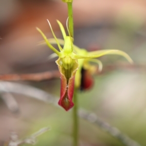 Cryptostylis subulata at Wingecarribee Local Government Area - 26 Dec 2023