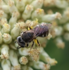 Lasioglossum (Chilalictus) sp. (genus & subgenus) (Halictid bee) at Hughes, ACT - 26 Dec 2023 by LisaH