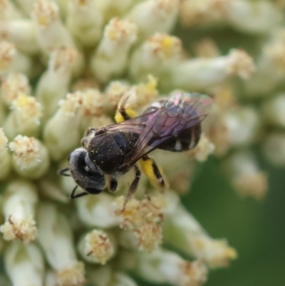 Lasioglossum (Chilalictus) sp. (genus & subgenus) (Halictid bee) at GG93 - 26 Dec 2023 by LisaH