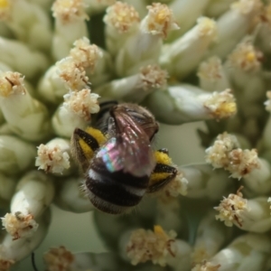 Lasioglossum (Chilalictus) sp. (genus & subgenus) at GG93 - 26 Dec 2023