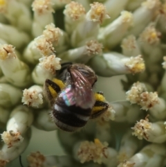 Lasioglossum (Chilalictus) sp. (genus & subgenus) at GG93 - 26 Dec 2023