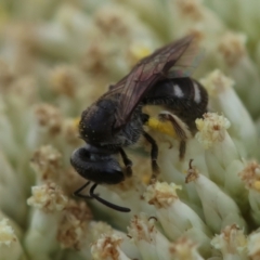 Lasioglossum (Chilalictus) sp. (genus & subgenus) at GG93 - 26 Dec 2023 12:51 PM