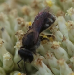 Lasioglossum (Chilalictus) sp. (genus & subgenus) at GG93 - 26 Dec 2023 12:51 PM