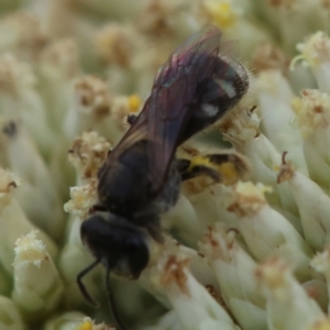 Lasioglossum (Chilalictus) sp. (genus & subgenus) at GG93 - 26 Dec 2023 12:51 PM