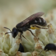 Lasioglossum (Chilalictus) sp. (genus & subgenus) at GG93 - 26 Dec 2023 12:51 PM