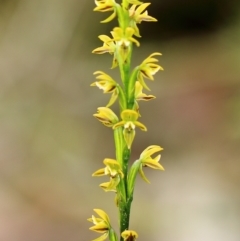 Prasophyllum flavum (Yellow Leek Orchid) at Meryla - 26 Dec 2023 by Snowflake