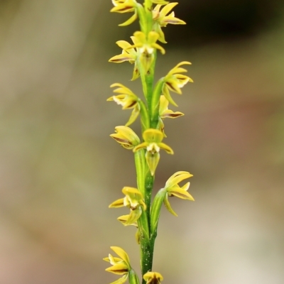 Prasophyllum flavum (Yellow Leek Orchid) at Meryla, NSW - 26 Dec 2023 by Snowflake