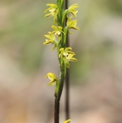 Prasophyllum flavum at Meryla State Forest - suppressed