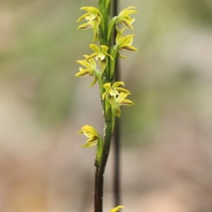 Prasophyllum flavum at Meryla State Forest - 26 Dec 2023