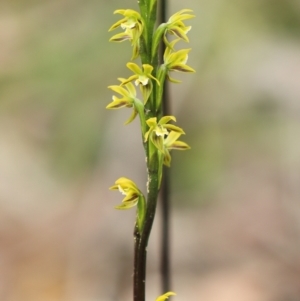 Prasophyllum flavum at Meryla State Forest - suppressed