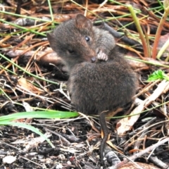 Antechinus mimetes mimetes (Dusky Antechinus) at Tidbinbilla Nature Reserve - 26 Dec 2023 by JohnBundock