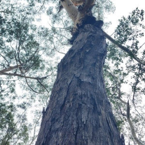 Eucalyptus pilularis at Murramarang National Park - 26 Dec 2023