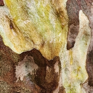 Corymbia maculata at Murramarang National Park - 26 Dec 2023