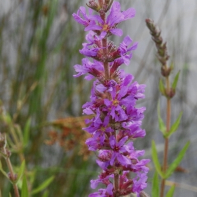 Lythrum salicaria (Purple Loosestrife) at Tidbinbilla Nature Reserve - 26 Dec 2023 by JohnBundock