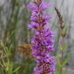 Lythrum salicaria (Purple Loosestrife) at Kambah, ACT - 26 Dec 2023 by JohnBundock