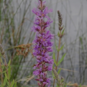 Lythrum salicaria at Tidbinbilla Nature Reserve - 26 Dec 2023