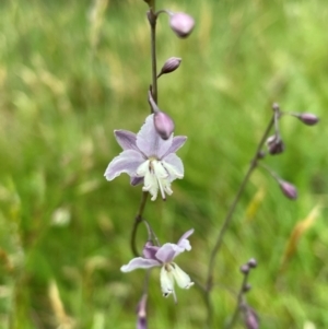 Arthropodium milleflorum at Crackenback, NSW - 26 Dec 2023