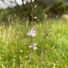 Arthropodium milleflorum at Crackenback, NSW - 26 Dec 2023