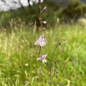 Arthropodium milleflorum at Crackenback, NSW - 26 Dec 2023