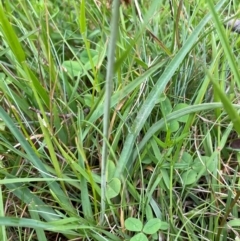 Arthropodium milleflorum at Crackenback, NSW - 26 Dec 2023