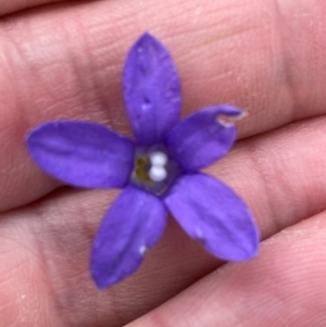 Wahlenbergia sp. at Crackenback, NSW - 26 Dec 2023 05:04 PM