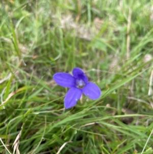 Wahlenbergia sp. at Crackenback, NSW - 26 Dec 2023 05:04 PM