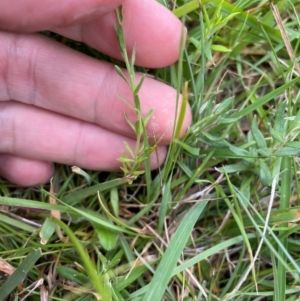 Wahlenbergia sp. at Crackenback, NSW - 26 Dec 2023 05:04 PM